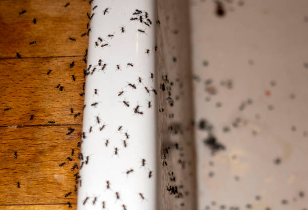 Best Residential Pest Control  in Rothschild, WI