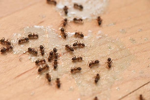 Best Ant Control Services  in Rothschild, WI