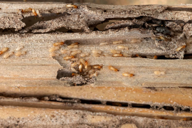 Best Mosquito Control Services  in Rothschild, WI